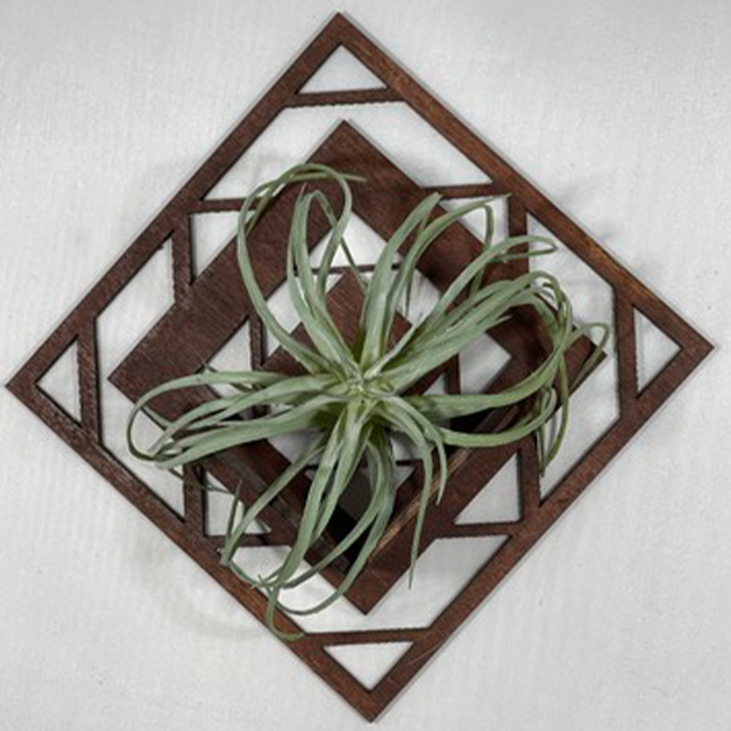 Air Plant Holder